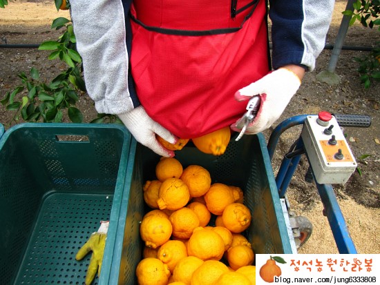 정석농원 이미지