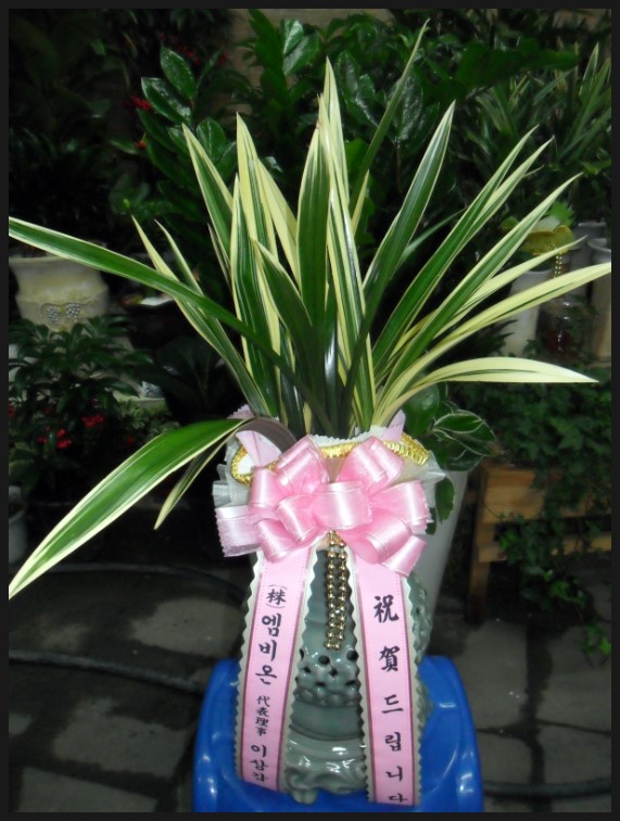 엠비온 이미지