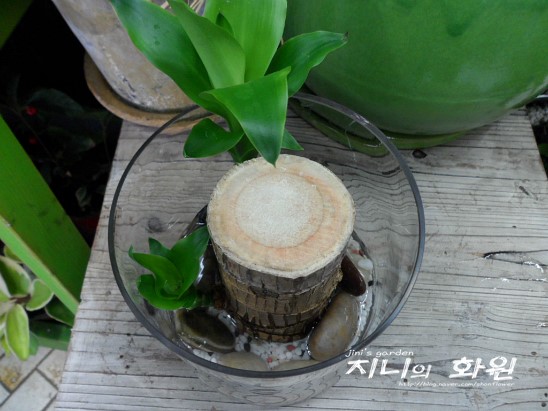 손지윤플라워 이미지