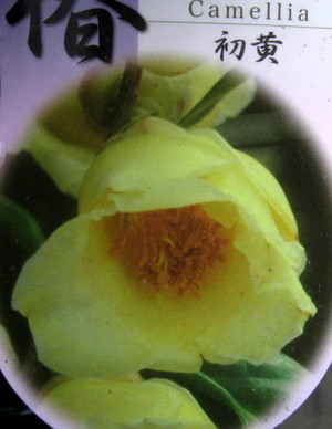 홍가시카페(cafe) 이미지