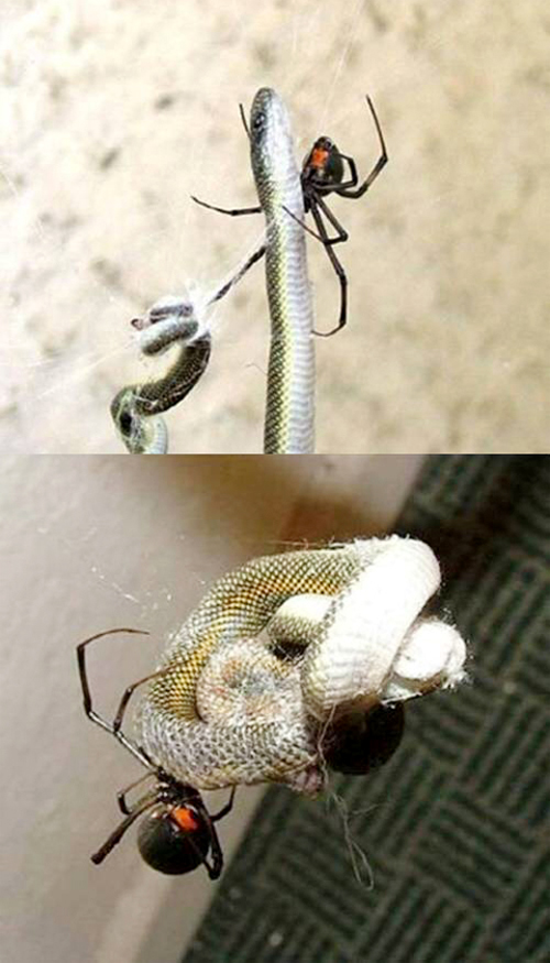 거미컴퓨터 이미지