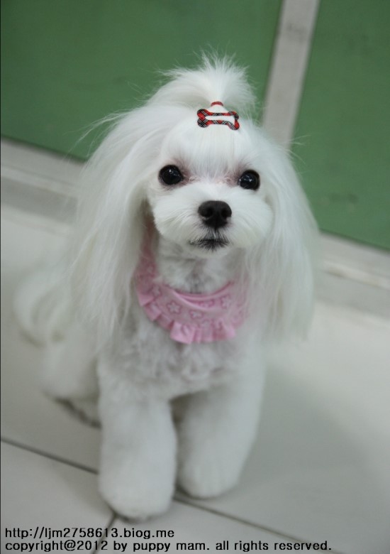 몽퍼피 이미지