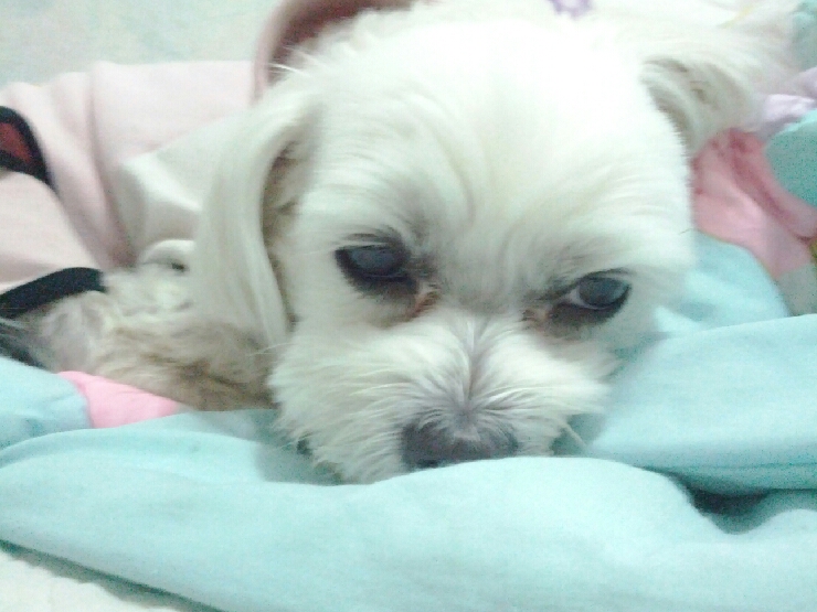 뽀숑폰 이미지