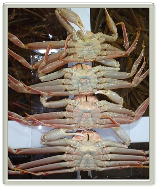 털보대게 이미지