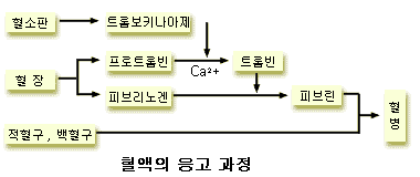 혈액응고방지실험 : 네이버 블로그