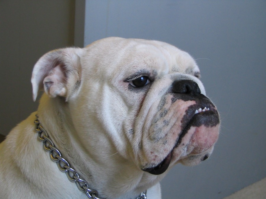 불독(bulldog) 이미지