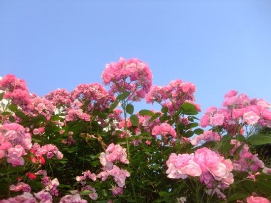 구)오복 이미지