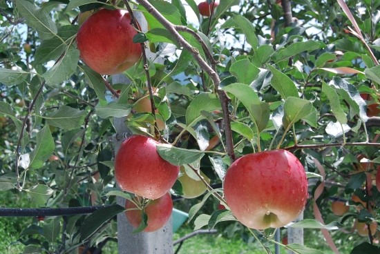 과수원 이미지