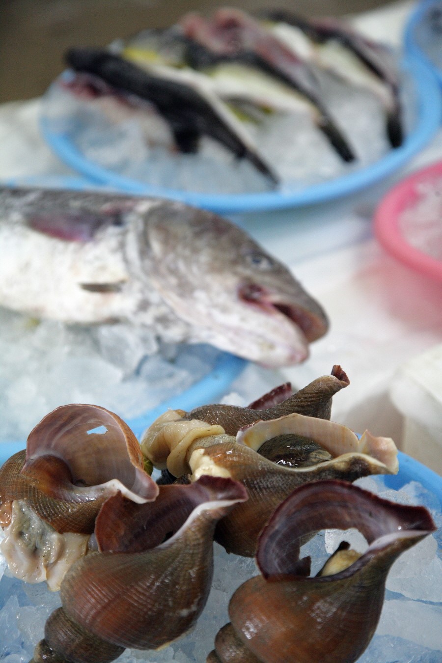 죽변항회물회 이미지