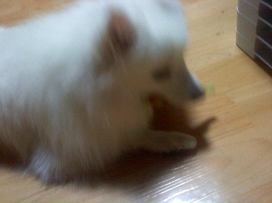 꼬꼬향기 이미지