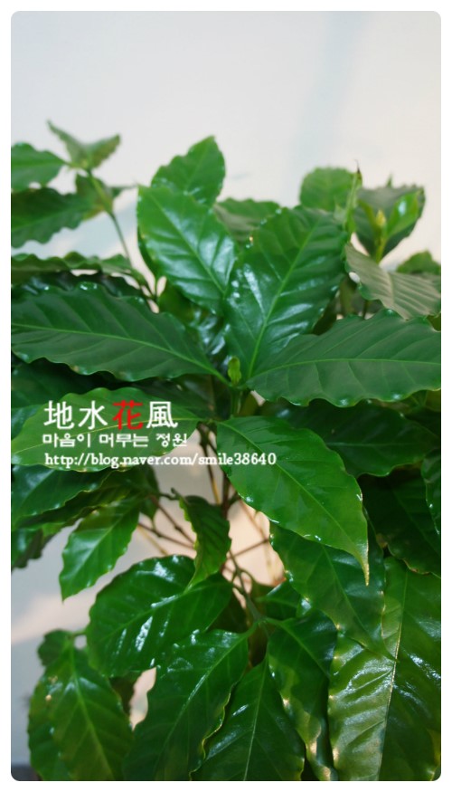 커피나무 이미지