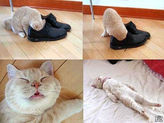 페로젠 이미지