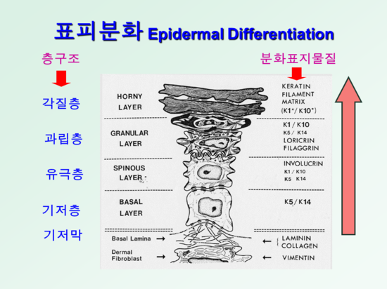 피부 표피 각질 형성 : 네이버 블로그