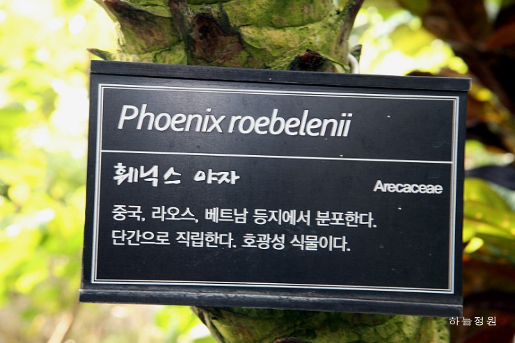 훼닉스 이미지