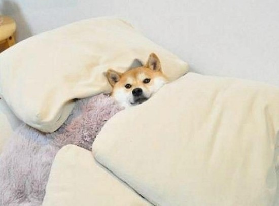 와봐 이미지