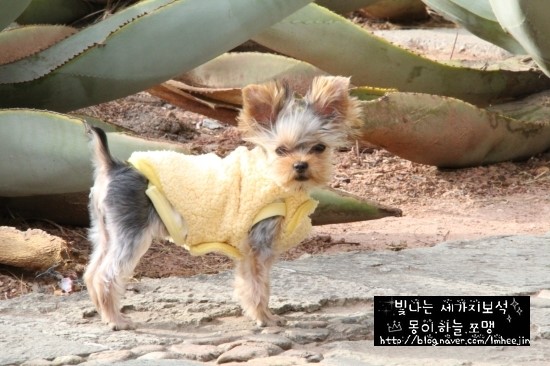 메리봄 이미지