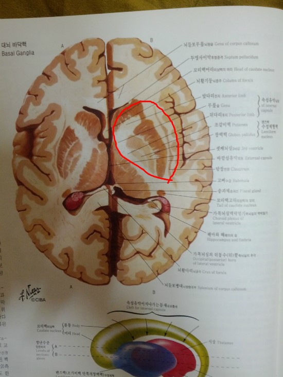 basal ganglia(바닥핵, 기저핵) : 네이버 블로그
