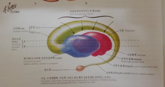 basal ganglia(바닥핵, 기저핵) : 네이버 블로그