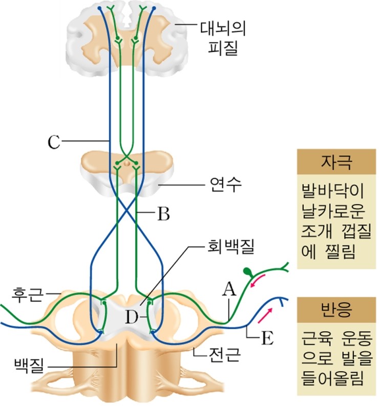 자극의 전달과정 : 네이버 블로그