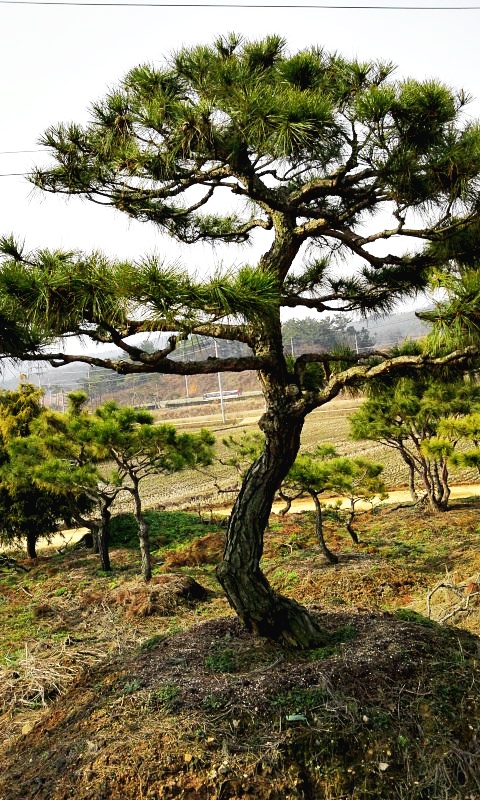 청원시장 이미지