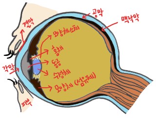 섬모체,홍채,맥락막 알아보기. : 네이버 블로그