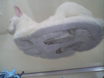 앙큼한고양이 이미지