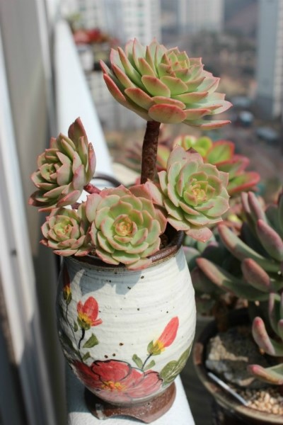 그린로즈 이미지