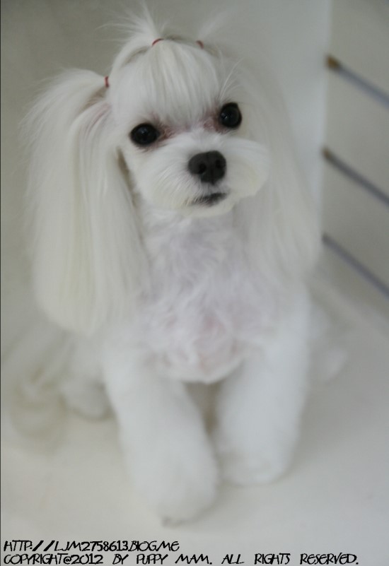 몽퍼피 이미지