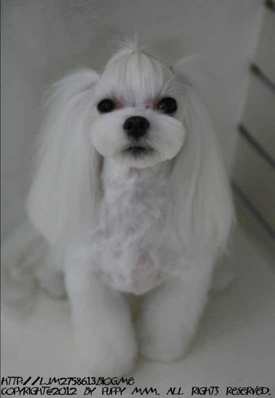 몽퍼피 이미지