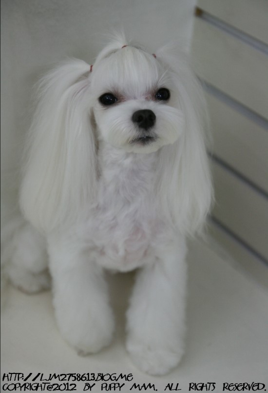몽퍼피 이미지
