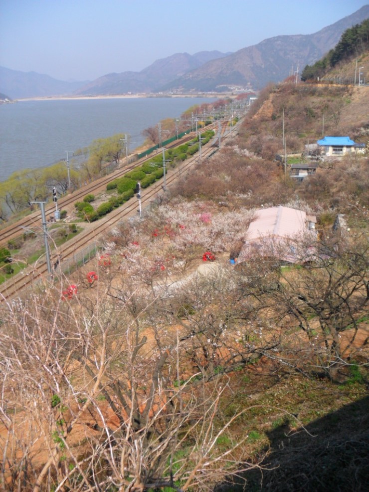 홍매원 이미지