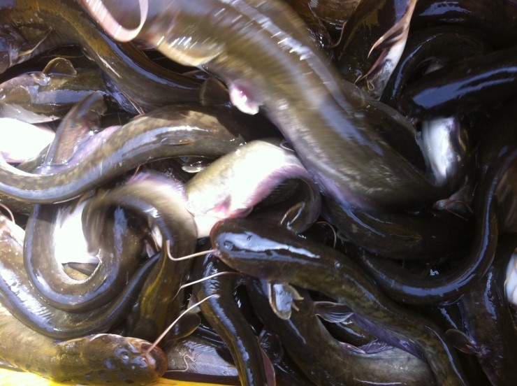 방동선촌식당 이미지