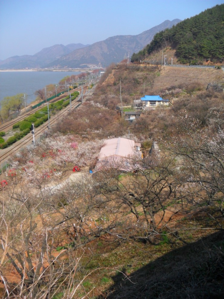홍매원 이미지