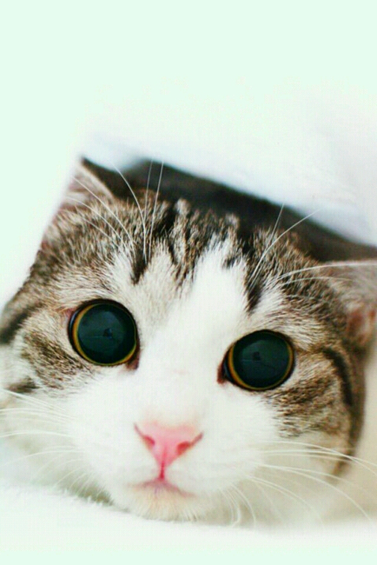 토끼와멍멍이 이미지