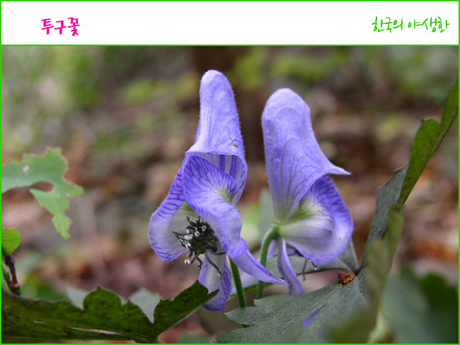 투구꽃 이미지