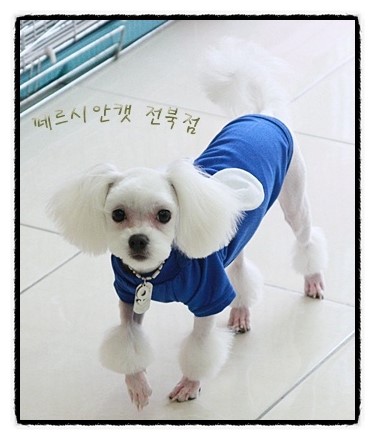 콩자 이미지