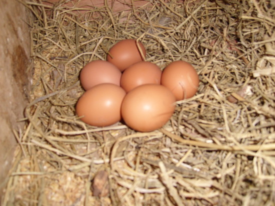 인정축산 이미지