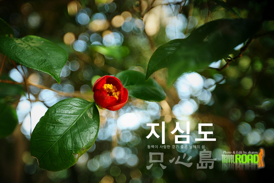 동백나무집민박 이미지