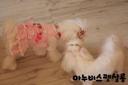 살롱애 이미지