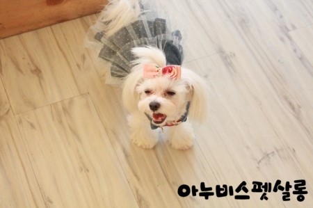 살롱애 이미지