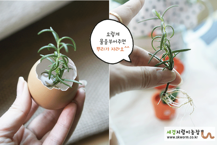 햇살계란 이미지