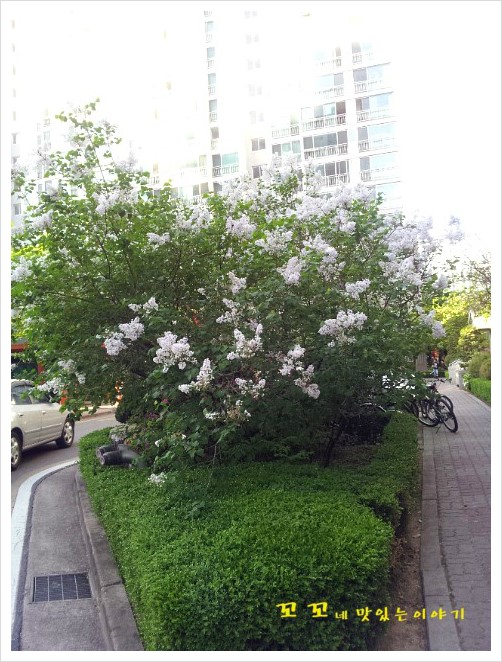 향기나꼬꼬 이미지