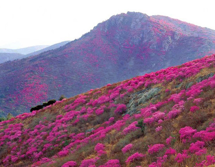 (주)산에들에 이미지