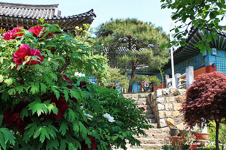 목단 / 아름다운목단꽃 : 네이버 블로그