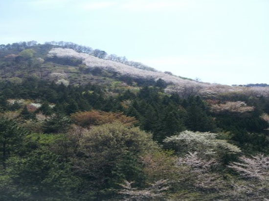현대꽃동산 이미지