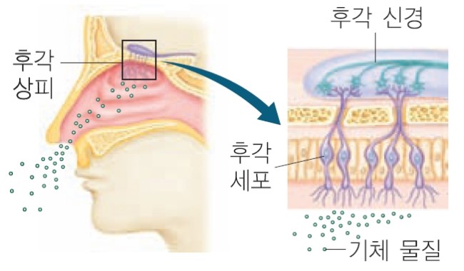 1-1. 감각 기관 : 네이버 블로그