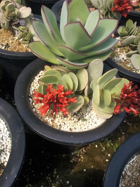 진동다육 이미지