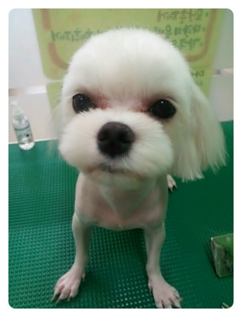 아이뚜리 이미지