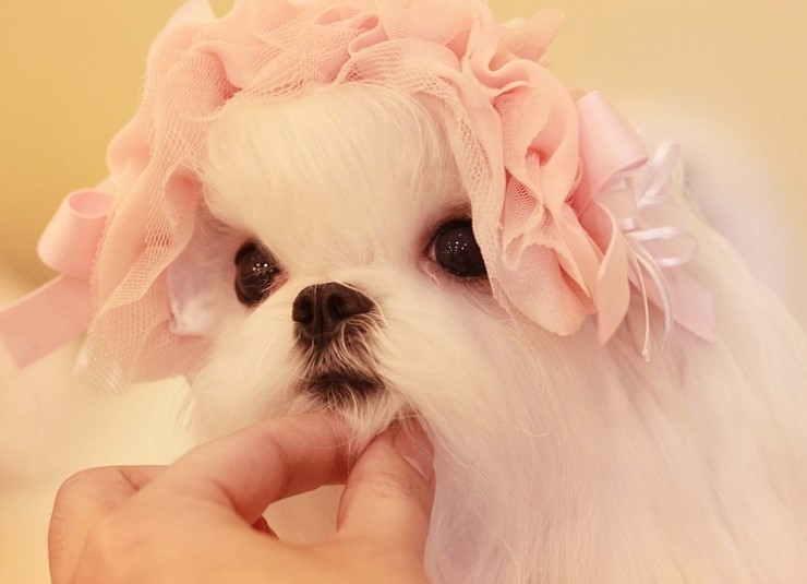 러브스윗 이미지