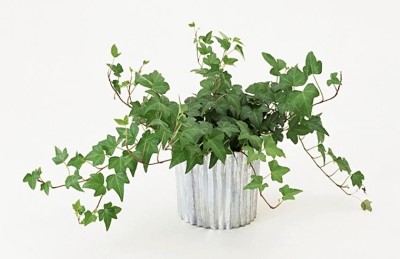 아이비젠 이미지